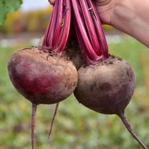 How to properly grow a wonderful Kestrel beet hybrid and how it differs from other species