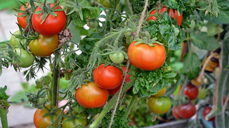 Characteristic features of the Palka variety, which will appeal to every summer resident