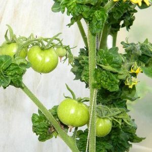Characteristic features of the Palka variety that will appeal to every summer resident