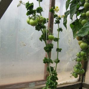 Characteristic features of the Palka variety that will appeal to every summer resident