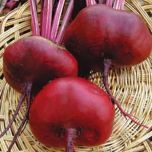 Consistently yielding and incredibly tasty flat Egyptian beets for the best borscht, preparations and salads