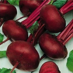 Consistently yielding and incredibly tasty flat Egyptian beets for the best borscht, preparations and salads