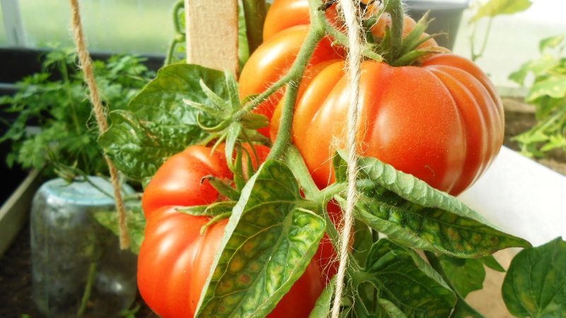 We get a rich harvest even in adverse weather conditions, growing a tomato Altai masterpiece