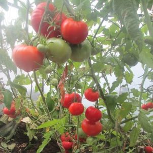 We get a rich harvest even in adverse weather conditions, growing tomato Altai masterpiece