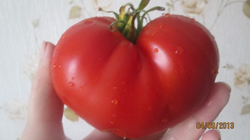We get a rich harvest even in adverse weather conditions, growing tomato Altai masterpiece