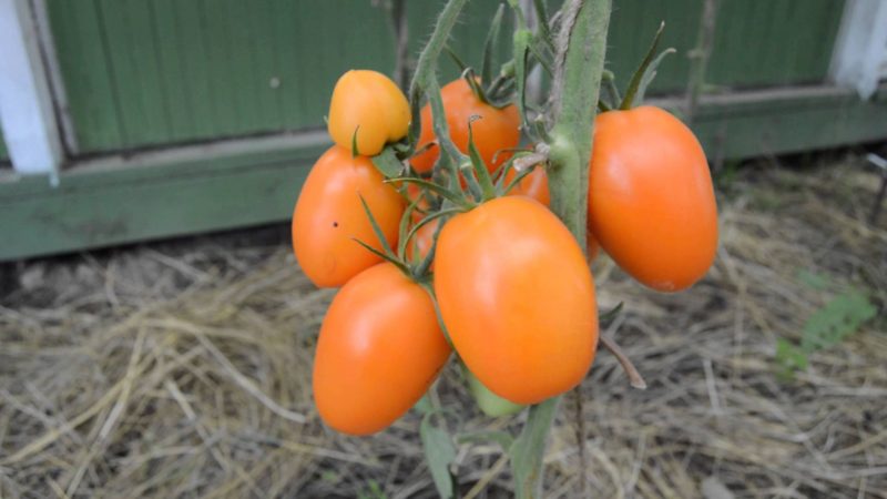Tall and harvestable tomato Chukhloma: grow on our own and enjoy the fruits