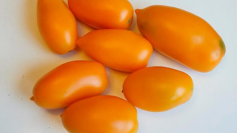 Tall and harvestable tomato Chukhloma: grow on our own and enjoy the fruits