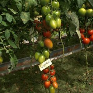 Grozdeva's tomato - excellent yield and memorable taste