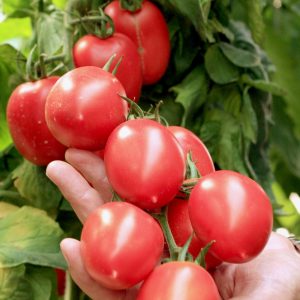 Grozdeva's tomato - excellent yield and memorable taste