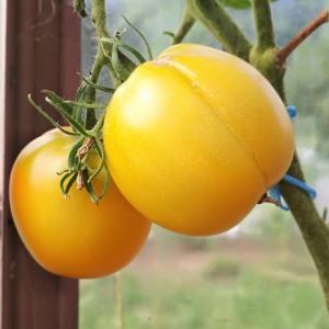 Why summer residents like tomato Ilya Muromets and how to grow it yourself on your site