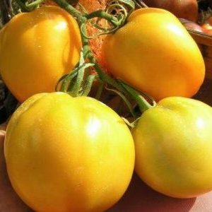 Why summer residents like tomato Ilya Muromets and how to grow it yourself on your site