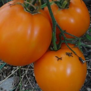 Why summer residents like tomato Ilya Muromets and how to grow it yourself on your site