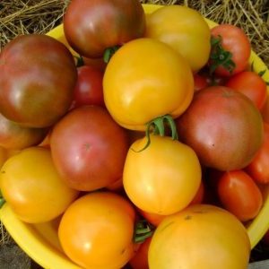 Why summer residents like tomato Ilya Muromets and how to grow it yourself on your site