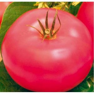 Follow the instructions and hybrid tomato Ivanovich f1 will surprise you with abundant fruiting in the garden or in the greenhouse