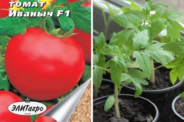 Follow the instructions and hybrid tomato Ivanovich f1 will surprise you with abundant fruiting in the garden or in the greenhouse