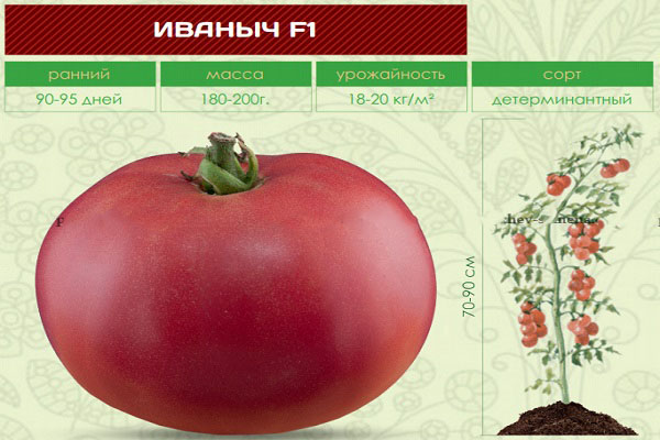 Follow the instructions and hybrid tomato Ivanovich f1 will surprise you with abundant fruiting in the garden or in the greenhouse