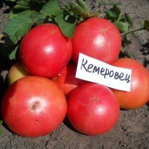 A variety that you will definitely be satisfied with - Kemerovets tomato and the secrets of proper care for it