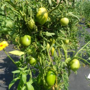 A variety that you will definitely be satisfied with - Kemerovets tomato and the secrets of proper care for it