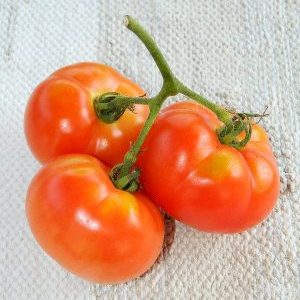 A variety that you will definitely be satisfied with - Kemerovets tomato and the secrets of proper care for it