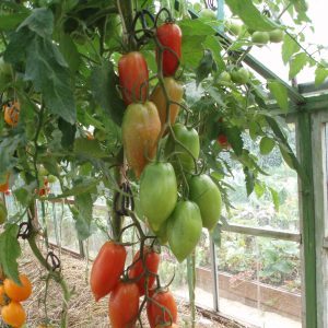 Can the handsome tomato be not only a decoration of your garden, but also give a good harvest?