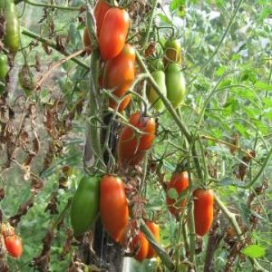 Can the handsome tomato be not only a decoration of your garden, but also give a good harvest?