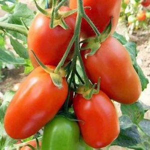 Can the handsome tomato be not only a decoration of your garden, but also give a good harvest?