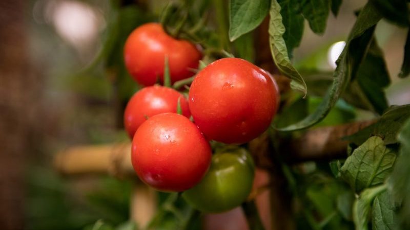 Is it true that the Kukla tomato is the best variety for growing in a greenhouse?