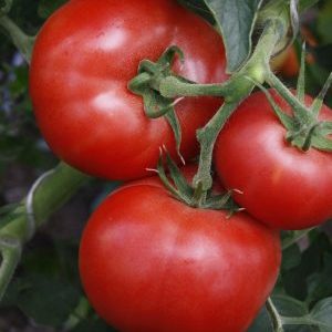 Is it true that the Kukla tomato is the best variety for growing in a greenhouse?