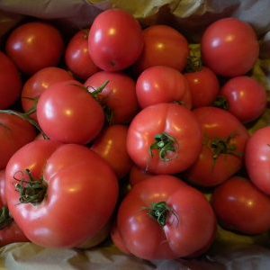 Is it true that the Kukla tomato is the best variety for growing in a greenhouse?