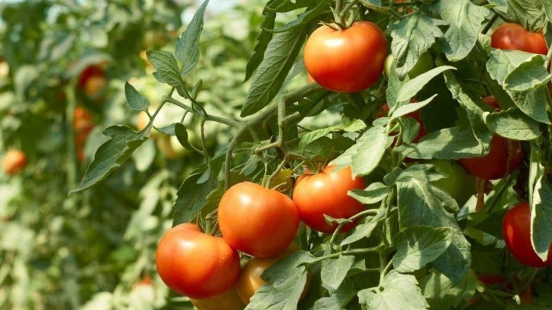 Is it true that the Kukla tomato is the best variety for growing in a greenhouse?
