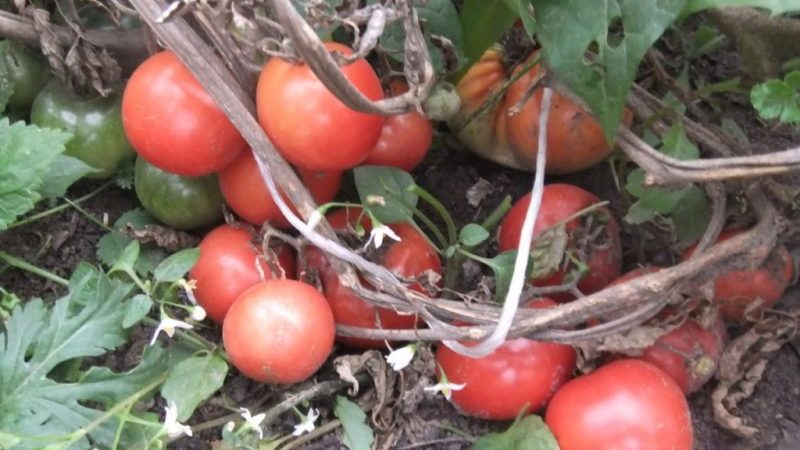 Does the tomato Lakomka justify its name and what do vegetable growers say about the variety?