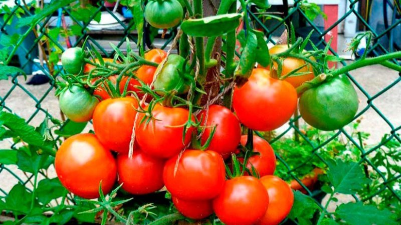 Does the tomato Lakomka justify its name and what do vegetable growers say about the variety?