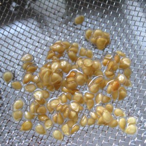Extremely viable, tasty and prolific Chanterelle tomato