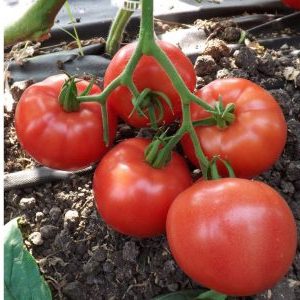 How to grow a tomato Lvovich f1 correctly: instructions from experienced agricultural technicians for maximum yield