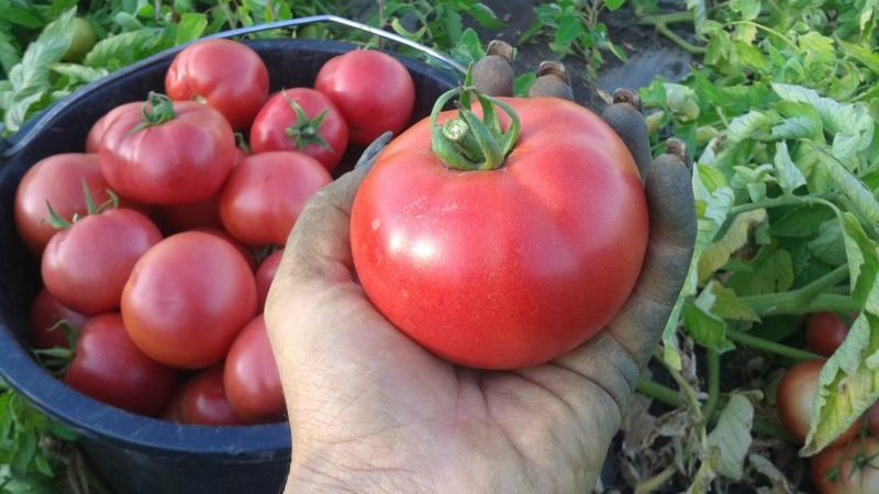 How to grow a tomato Lvovich f1 correctly: instructions from experienced agricultural technicians for maximum yield
