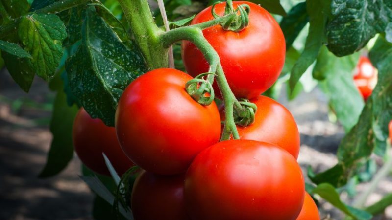 We collect a rich harvest, observing the rules of care - Liang tomato and the method of its cultivation