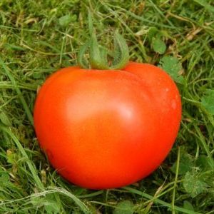 We collect a rich harvest, observing the rules of care - Liang tomato and the method of its cultivation