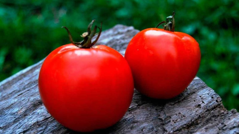 We collect a rich harvest, observing the rules of care - Liang tomato and the method of its cultivation
