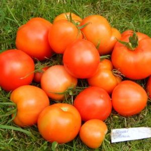 We collect a rich harvest, observing the rules of care - Liang tomato and the method of its cultivation