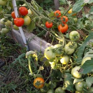 We collect a rich harvest, observing the rules of care - Liang tomato and the method of its cultivation