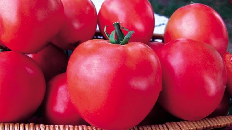 Series of tomatoes Raspberry miracle: why are they so good, why they should be grown and how to do it right