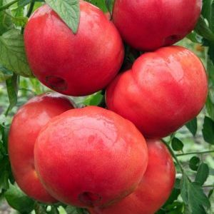 Series of tomatoes Raspberry miracle: why are they so good, why they should be grown and how to do it right