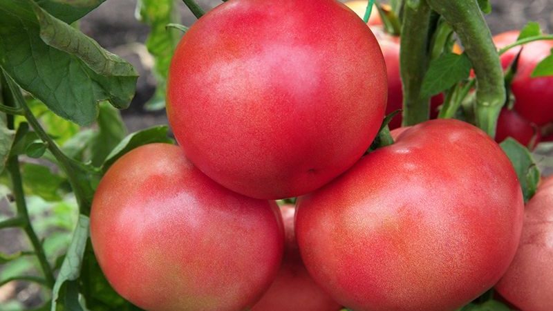 Series of tomatoes Raspberry miracle: why are they so good, why they should be grown and how to do it right