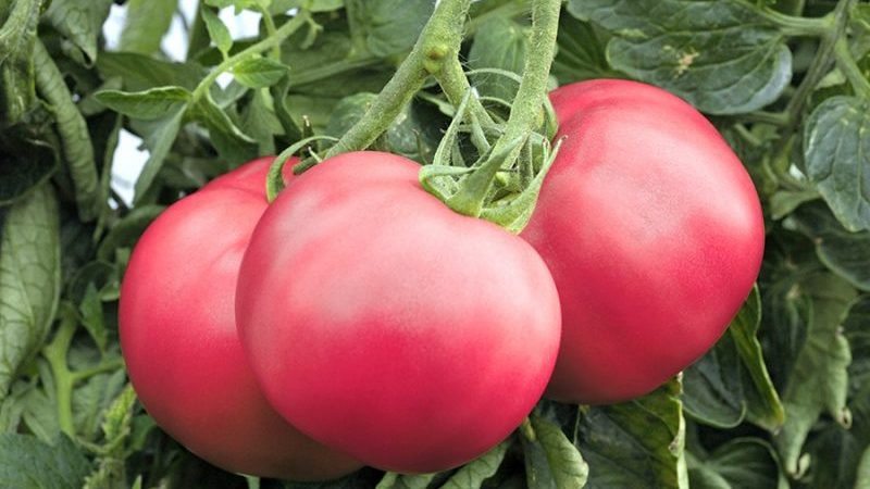 Series of tomatoes Raspberry miracle: why are they so good, why they should be grown and how to do it right