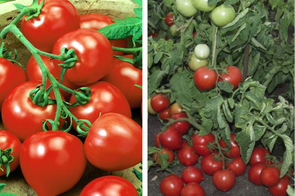 Does the tomato my love justify its name: the pros and cons of a hybrid