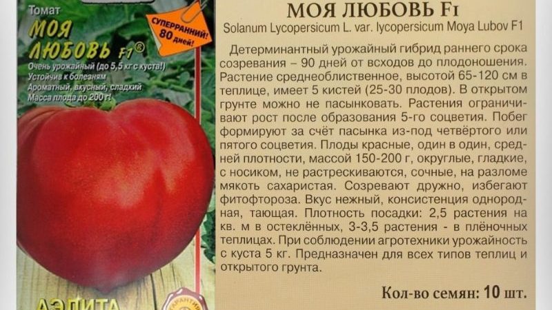Does the tomato my love justify its name: the pros and cons of a hybrid