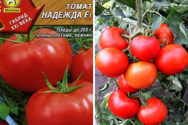 How to grow a tomato Nadezhda f1: easy-going, early ripe and pleasing with a rich harvest