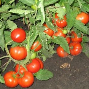 A beginner's guide to growing a hybrid tomato Our Masha f1