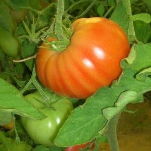 A beginner's guide to growing a hybrid tomato Our Masha f1