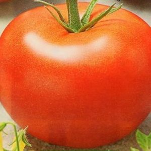 A beginner's guide to growing a hybrid tomato Our Masha f1